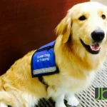 A Southeastern Guide Dog In Training Visits The Office