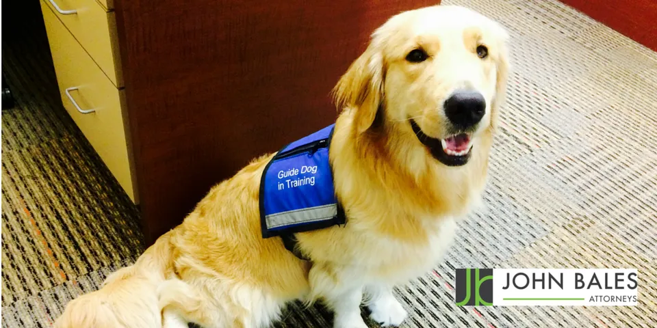 A Southeastern Guide Dog In Training Visits The Office